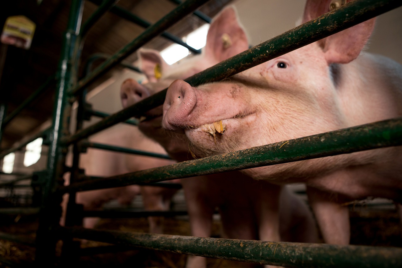 Κατάργηση των κλουβιών για εκτρεφόμενα ζώα θα προτείνει η Κομισιόν